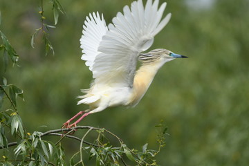 Squacco Heron (Ardeola ralloides) 