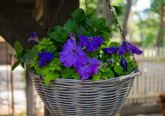 Petunia flower in a flowerpot in an outdoor garden in the village.