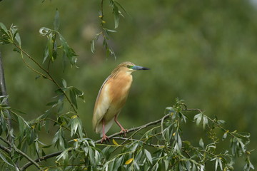 Squacco Heron (Ardeola ralloides) 