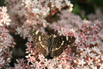Schmetterling