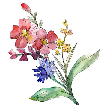 Red and blue floral botanical flowers. Watercolor background illustration set. Isolated bouquet illustration element.