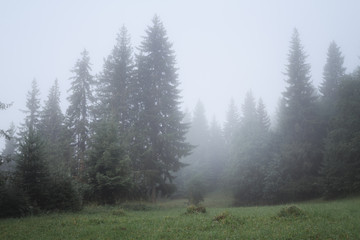 morning in the misty forest