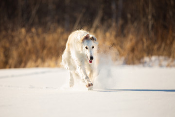 Fototapeta na wymiar Beautiful beige Russian borzoi dog running on the snow in the winter field