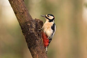 great spotted woodpecker feeding on a small tree