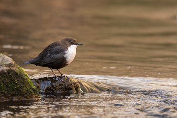 dipper sitting on a stone