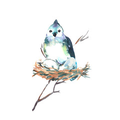 Watercolor illustration. Big blue tit bird  sits on a nest and hatches eggs. Wild birds of Europe and North America.