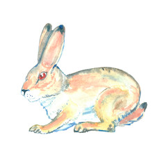 Watercolor illustration. Hand painted hare. Wild animal.