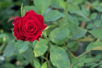red rose in garden