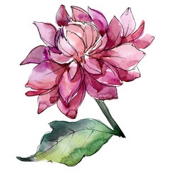 Purple aster floral botanical flower. Watercolor background illustration set. Isolated aster illustration element.