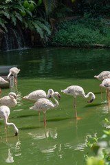 Group of flamingo