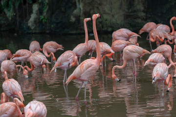 Fototapeta na wymiar Group of flamingo
