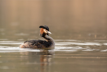 single great crested grebe