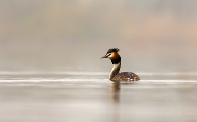 single great crested grebe