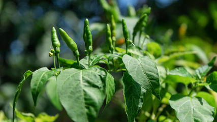 chili tree