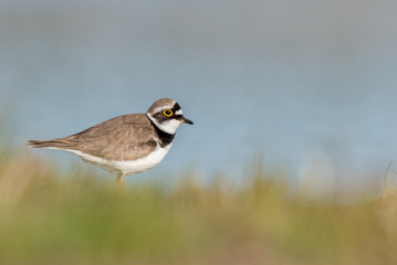 little ring plover at the shore