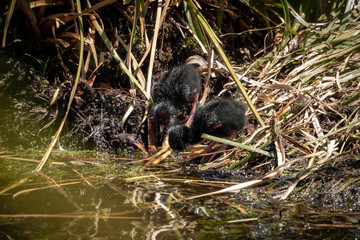Close up of baby Pukeko drinking water 