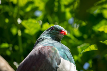 Close up, New Zealand Wood Pigeon 