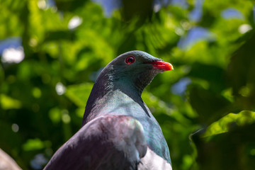 Close up, New Zealand Kereru Bird 