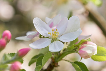 Blooming flowers of apple tree. Close up of apple bud. 