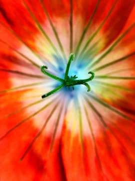Flower Cinnabar Green