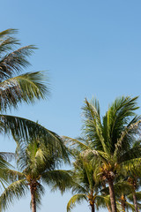 Fototapeta na wymiar coconut palm trees against blue sky