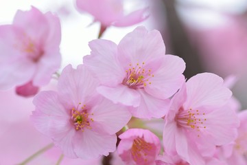 Landscape of Pink Cherry blosoms in sunshine