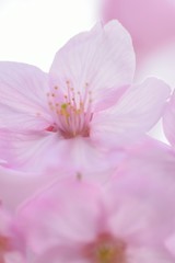Fototapeta na wymiar Landscape of Pink Cherry blosoms in sunshine