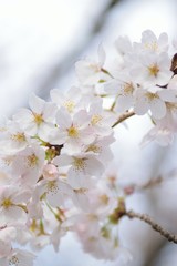 Landscape White Cherry Blossoms in Sunshine