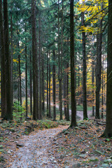 Fototapeta premium woods