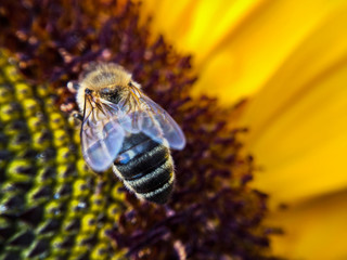 Sunflower Bee © yassir