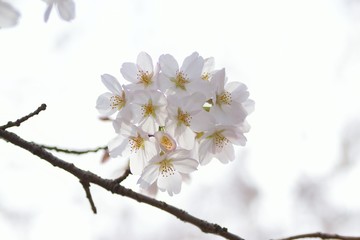 Landscape White Cherry Blossoms in Sunshine