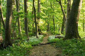 path in a forest in spring