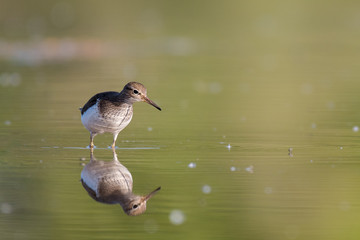 common sandpiper wading with nice reflection