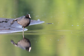 eurasian coot with reflection