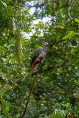 Gray parrot isolated