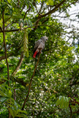 Fototapeta premium Gray parrot isolated