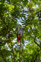 Gray parrot isolated