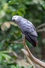 Gray parrot isolated