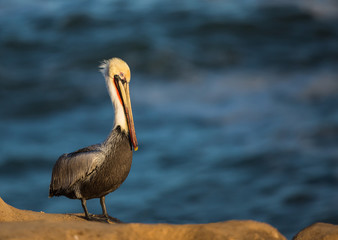 Pacific Brown Pelican/ American Brown Pelican- Pacific race- La Jolla, San Diego, California