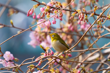 河津桜とメジロ