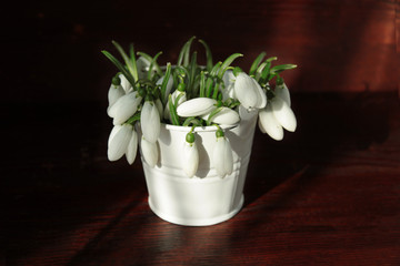 Bouquet of Snowdrops in little tin bucket on wooden vintage board