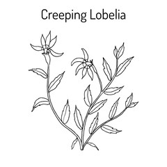 Lobelia chinensis, medicinal plant