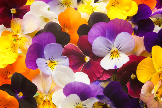 violas