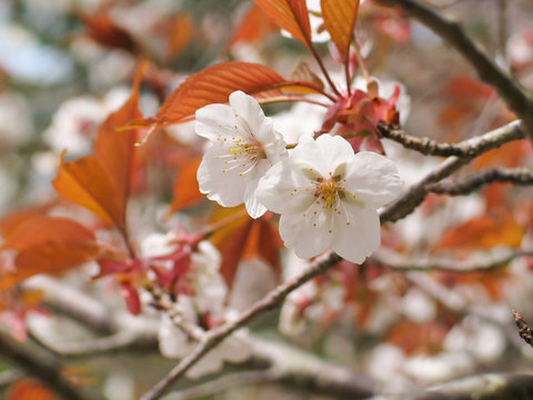 5 051 最適な 山桜 画像 ストック写真 ベクター Adobe Stock