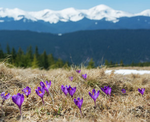 Spring flowering crocus on the slopes and mountain valleys of the Ukrainian Carpathian Mountains with beautiful views of snow-capped peaks.