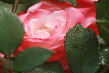 Rose mit Blatt
