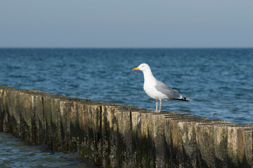 M&ouml;we am Ostseestrand vor dem Horizont