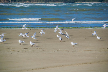 Oiseaux sur la plage de Plestin-les-Grèves, Côtes-d'Armor, Bretagne, France.