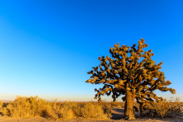 Fototapeta premium Joshua Tree 