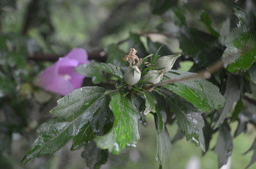 flower and leaves